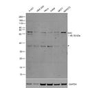 SHC Antibody in Western Blot (WB)