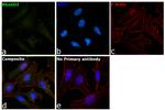 RhoGDI Antibody in Immunocytochemistry (ICC/IF)