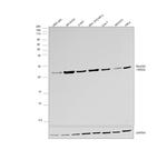 RhoGDI Antibody in Western Blot (WB)