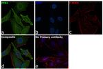 Profilin 1 Antibody in Immunocytochemistry (ICC/IF)