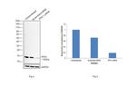 Profilin 1 Antibody in Western Blot (WB)