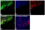 KHK Antibody in Immunocytochemistry (ICC/IF)