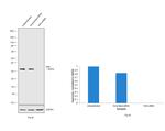 KHK Antibody