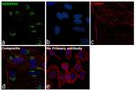 GRASP65 Antibody in Immunocytochemistry (ICC/IF)