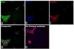 KHK Antibody in Immunocytochemistry (ICC/IF)