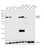 SAMHD1 Antibody