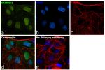 SAMHD1 Antibody in Immunocytochemistry (ICC/IF)