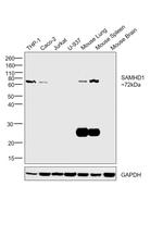 SAMHD1 Antibody