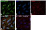 HDAC6 Antibody in Immunocytochemistry (ICC/IF)