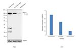 HDAC6 Antibody