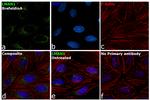 LMAN1 Antibody in Immunocytochemistry (ICC/IF)