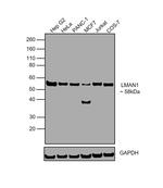 LMAN1 Antibody in Western Blot (WB)