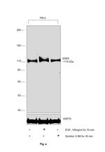 ERK5 Antibody