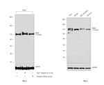 ERK5 Antibody in Western Blot (WB)