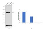 ERK5 Antibody in Western Blot (WB)