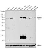 SAMHD1 Antibody