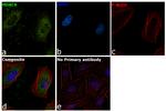 HDAC6 Antibody in Immunocytochemistry (ICC/IF)