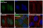 HSP40 Antibody