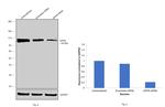 Gephyrin Antibody in Western Blot (WB)