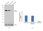 Gephyrin Antibody