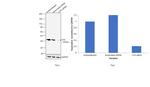 CTH Antibody