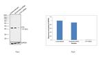 CTH Antibody in Western Blot (WB)