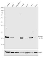 NDUFB9 Antibody