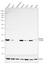 NDUFB9 Antibody