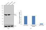 MEF2C Antibody in Western Blot (WB)