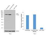 LIMK1 Antibody in Western Blot (WB)