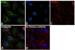 ATG3 Antibody in Immunocytochemistry (ICC/IF)