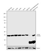 ATG3 Antibody in Western Blot (WB)