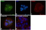 PTP1B Antibody in Immunocytochemistry (ICC/IF)