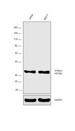 PTP1B Antibody in Western Blot (WB)