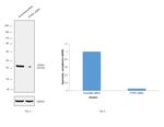 PTP1B Antibody