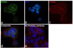 PTP1B Antibody in Immunocytochemistry (ICC/IF)