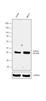 PTP1B Antibody in Western Blot (WB)