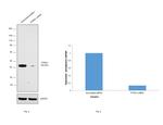 PTP1B Antibody in Western Blot (WB)