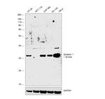 Syntenin 1 Antibody in Western Blot (WB)