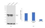 STING Antibody in Western Blot (WB)