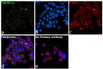 STING Antibody in Immunocytochemistry (ICC/IF)