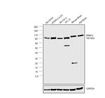 DNM1L Antibody in Western Blot (WB)