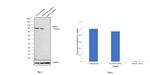 DNM1L Antibody in Western Blot (WB)