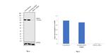 DNM1L Antibody in Western Blot (WB)