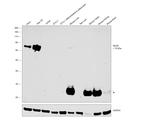 SR-BI Antibody