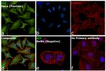 SCF Antibody