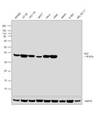 SCF Antibody in Western Blot (WB)