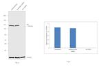 Alix Antibody in Western Blot (WB)