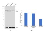 GCLC Antibody