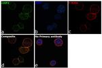 cIAP2 Antibody in Immunocytochemistry (ICC/IF)